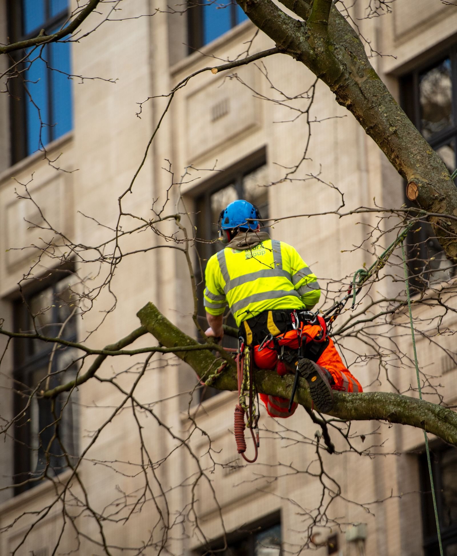 Arborist in a harness pruning a tree next to a building