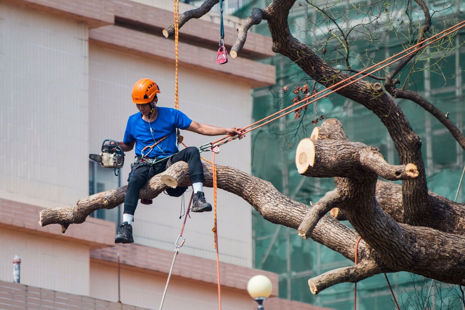 Climber in a harness rigging a large limb so it can be lowered in sections