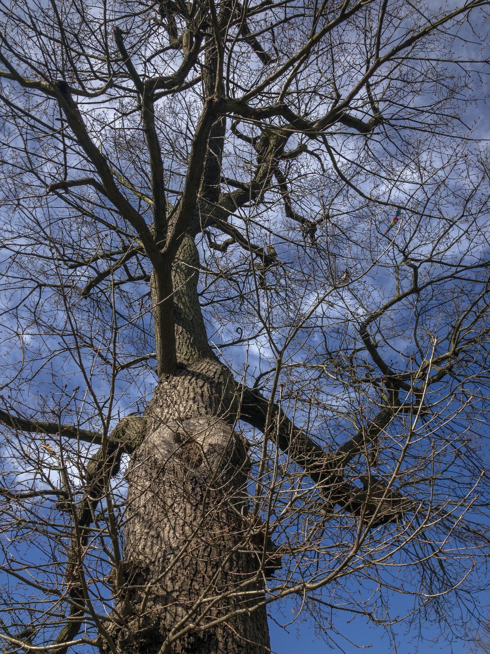 Leafless dead tree with bare branches against a blue sky