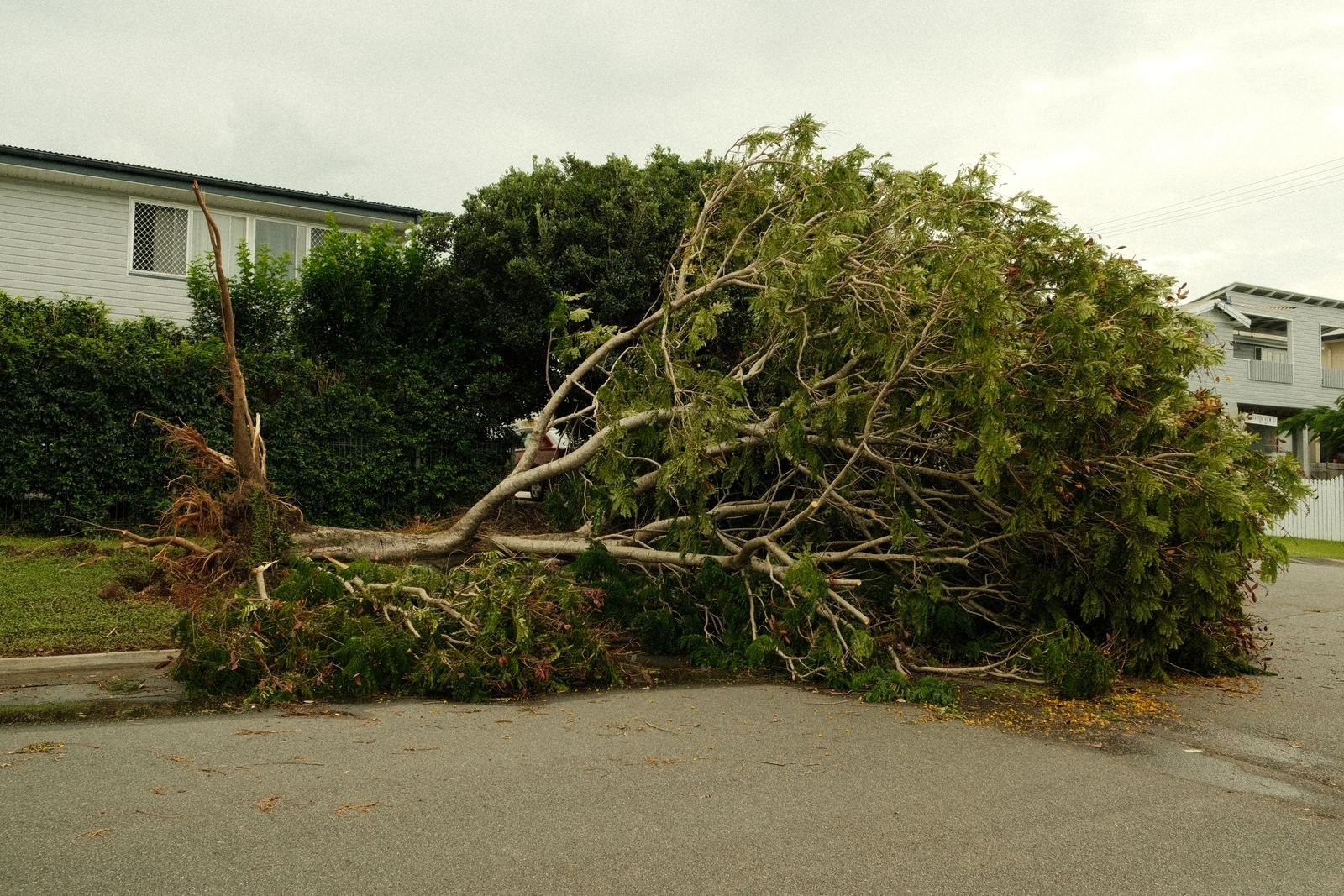 Tree blown over by a storm next to a house and street