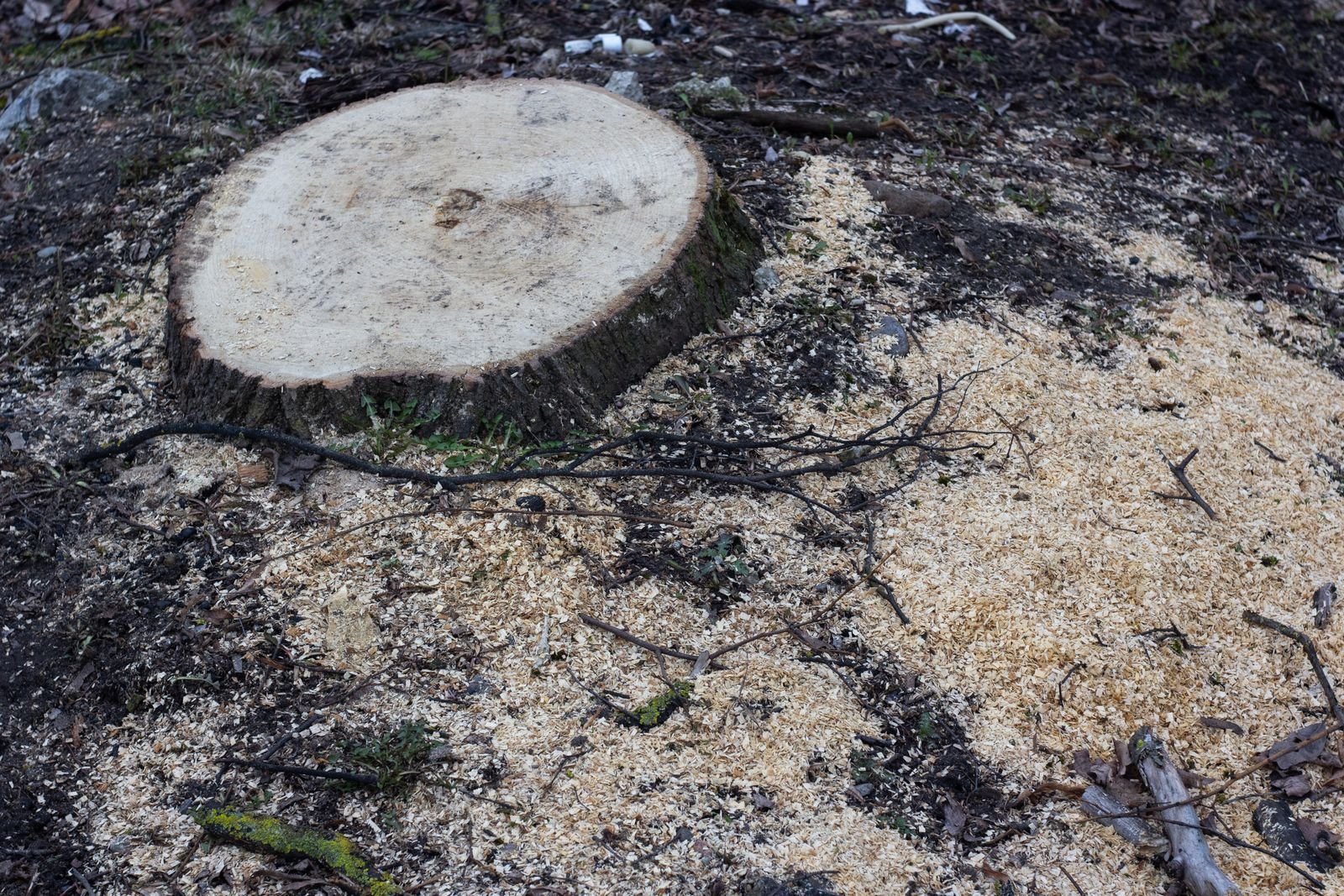 Freshly cut tree stump surrounded by sawdust