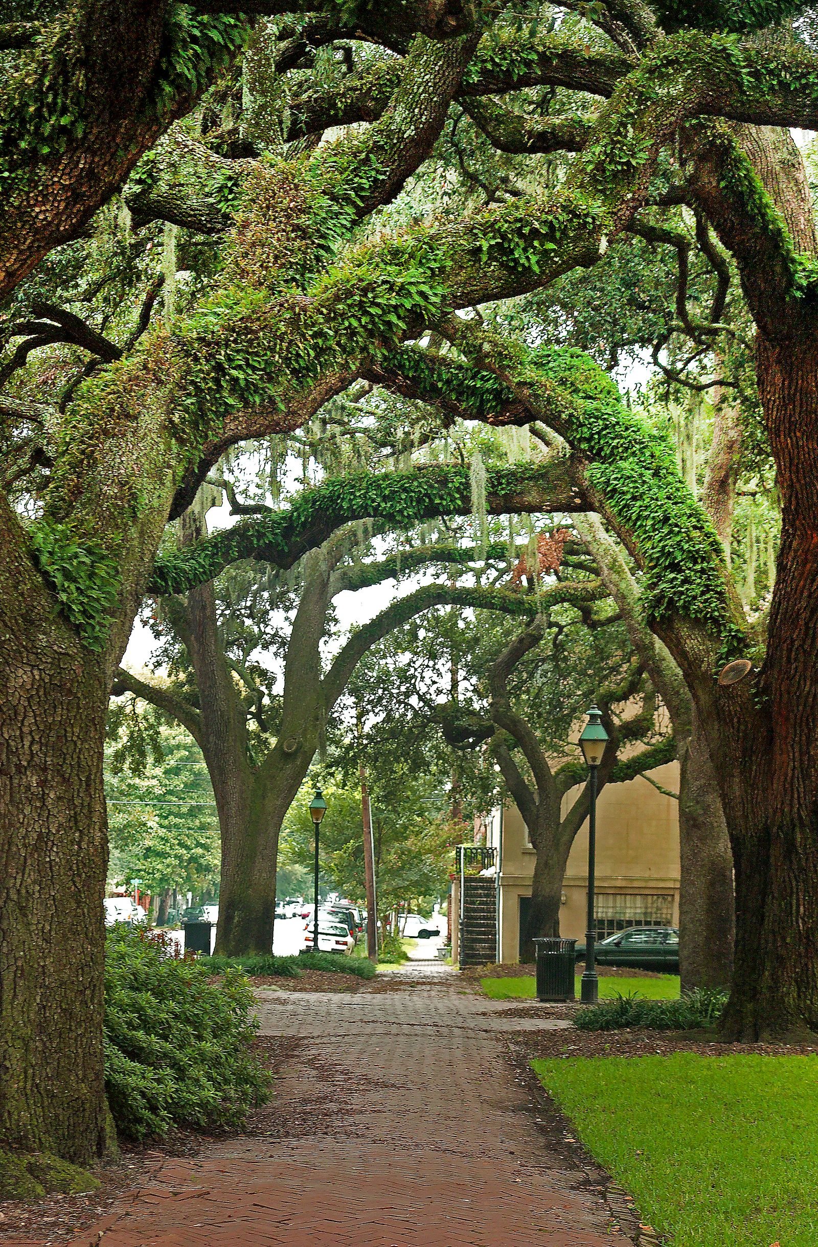 Live oaks with Spanish moss arching over a street