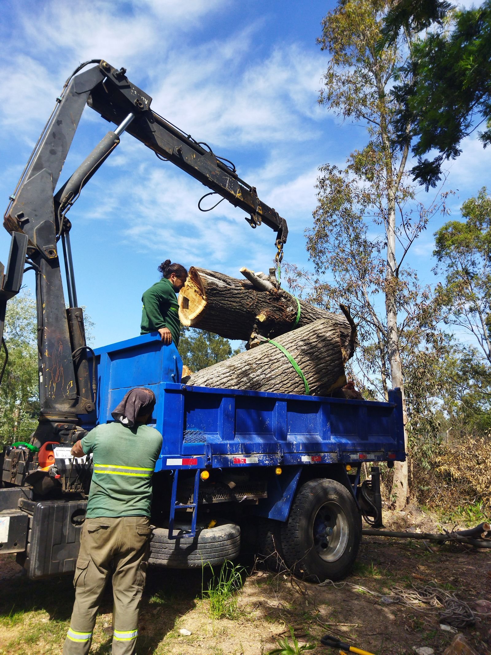 Workers using a loader to put cut tree trunk sections onto a dump truck