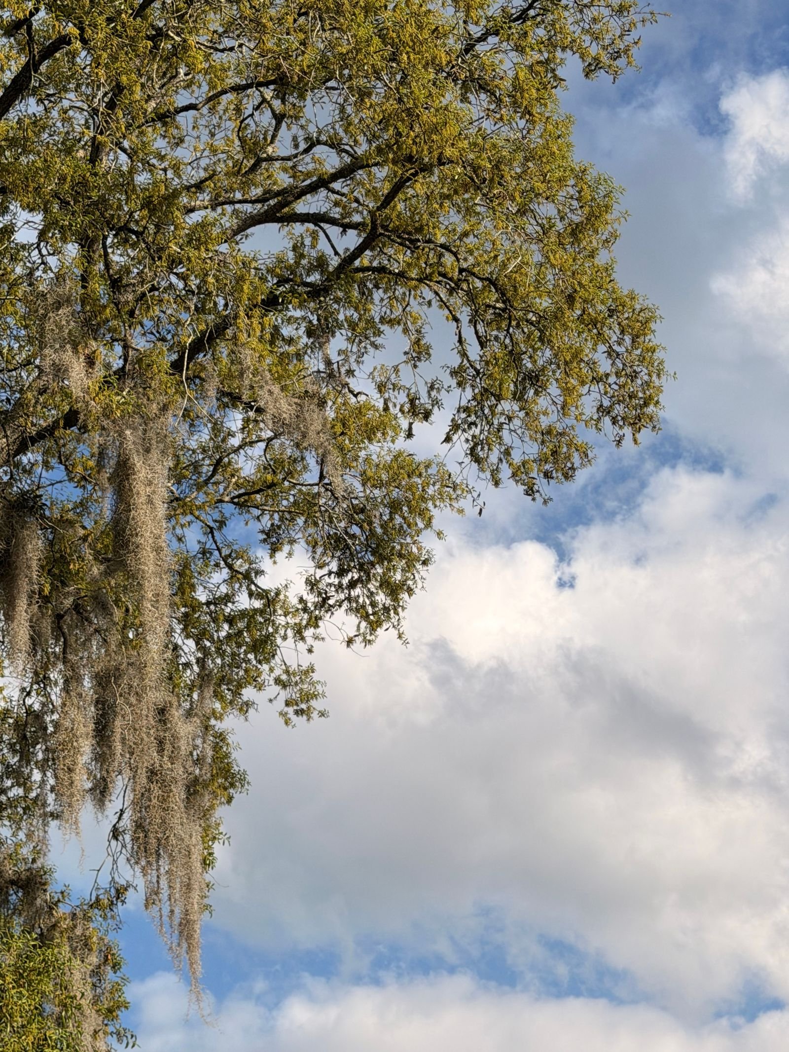 Oak tree draped with Spanish moss