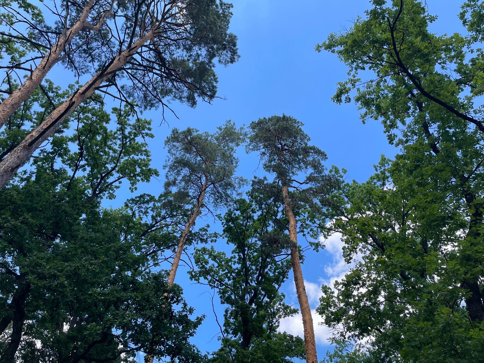 Tall pine trees seen from below against a blue sky