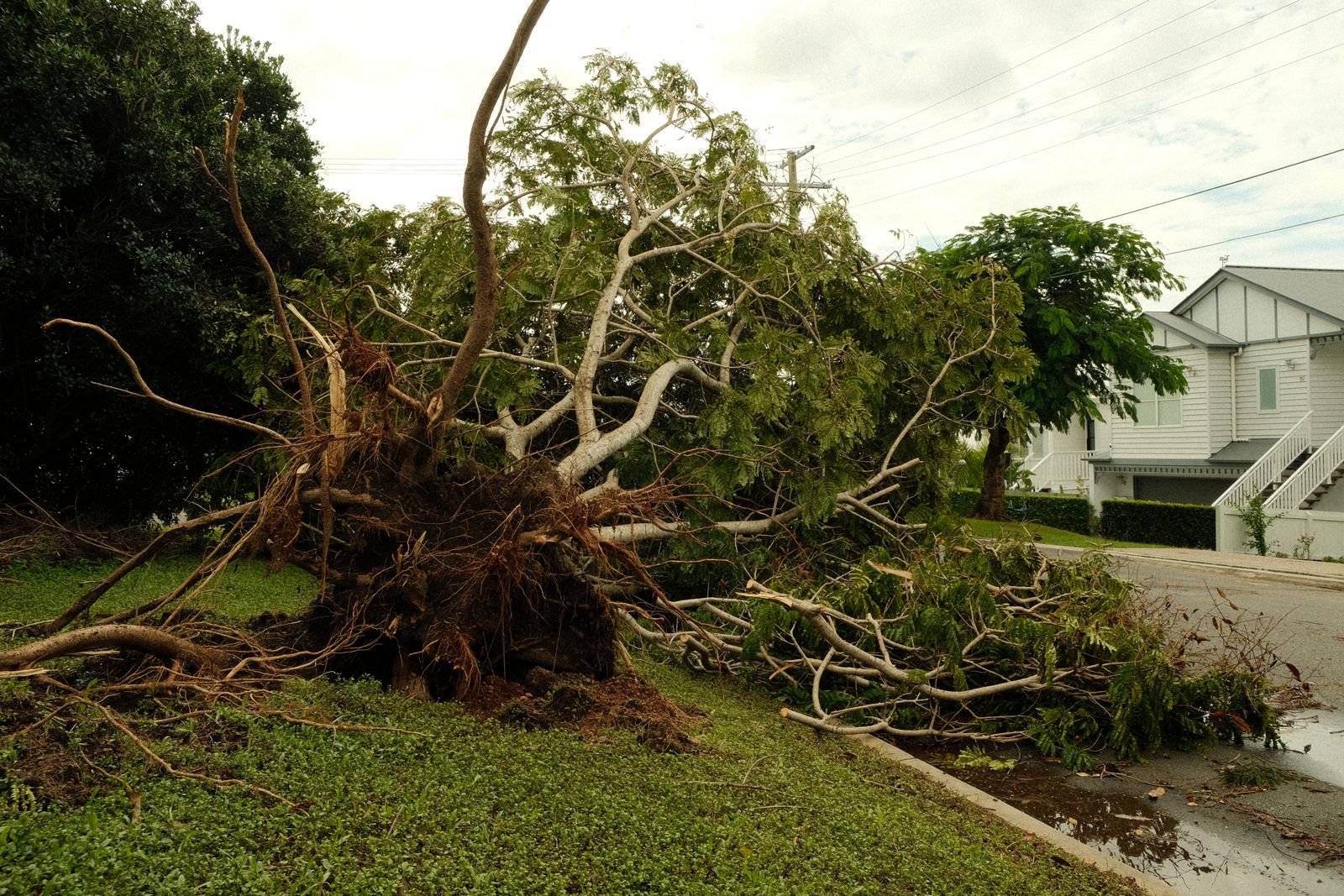 Large tree uprooted by a storm lying across a residential yard